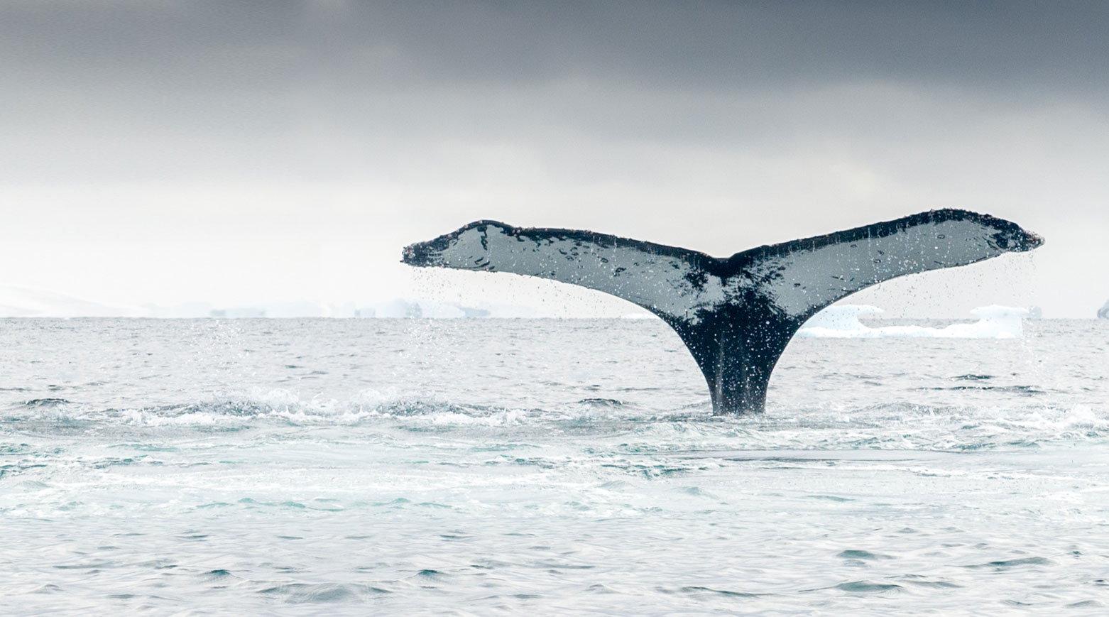 Antarctica Whale